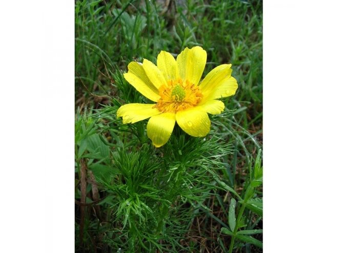 Žolelių arbata Adonis 50 gr