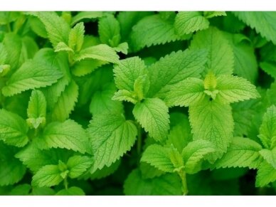 Žolelių arbata Melisos lapeliai, 50 g Žolelių arbata Melisos lapeliai, 50 g