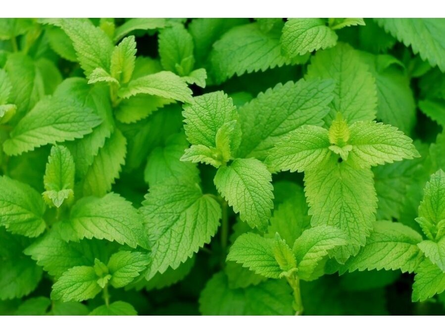 Žolelių arbata Melisos lapeliai, 50 g Žolelių arbata Melisos lapeliai, 50 g