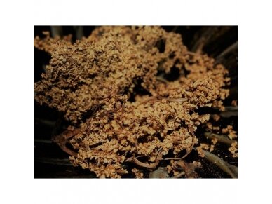 Žolelių arbata Šeivamedžių žiedai, 50 gr Žolelių arbata Šeivamedžių žiedai, 50 gr
