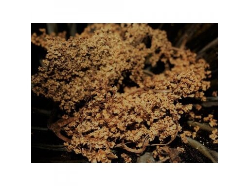 Žolelių arbata Šeivamedžių žiedai, 50 gr Žolelių arbata Šeivamedžių žiedai, 50 gr
