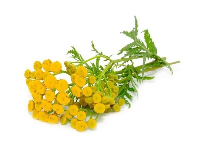 Žolelių arbata „Bitkrėslė“ 50gr Lekraset Žolelių arbata „Bitkrėslė“ 50gr Lekraset